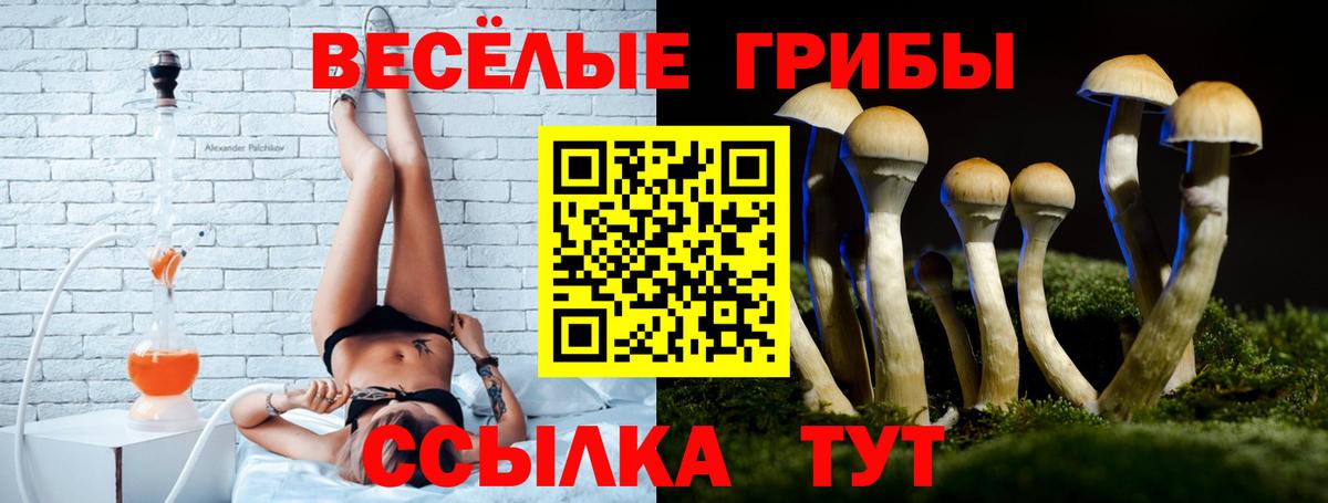 Галлюциногенные грибы Psilocybe Новошахтинск